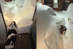 This Dog Walking Through a Pile of Snow Will Brighten Your Feed