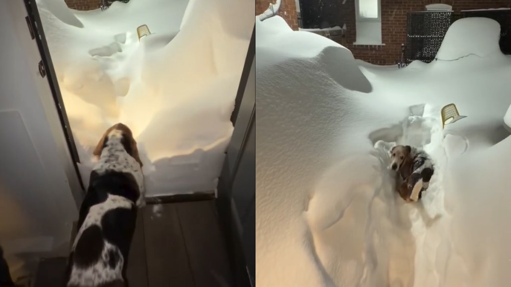 This Dog Walking Through a Pile of Snow Will Brighten Your Feed