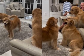 Video: Golden Retriever Mom's Aggressive Zoomies Stopped by Her Daughter