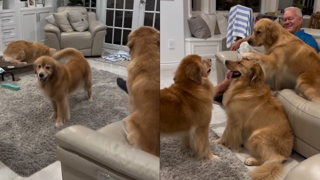 Video: Golden Retriever Mom's Aggressive Zoomies Stopped by Her Daughter