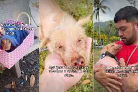 Video: Abandoned Senior Dog Gets Her Spirit Back After a Day of Care