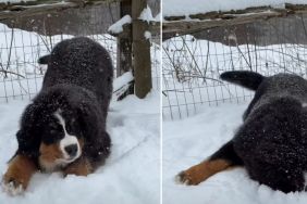 Video: Puppy Has Undeniable Love for Snowy Weather