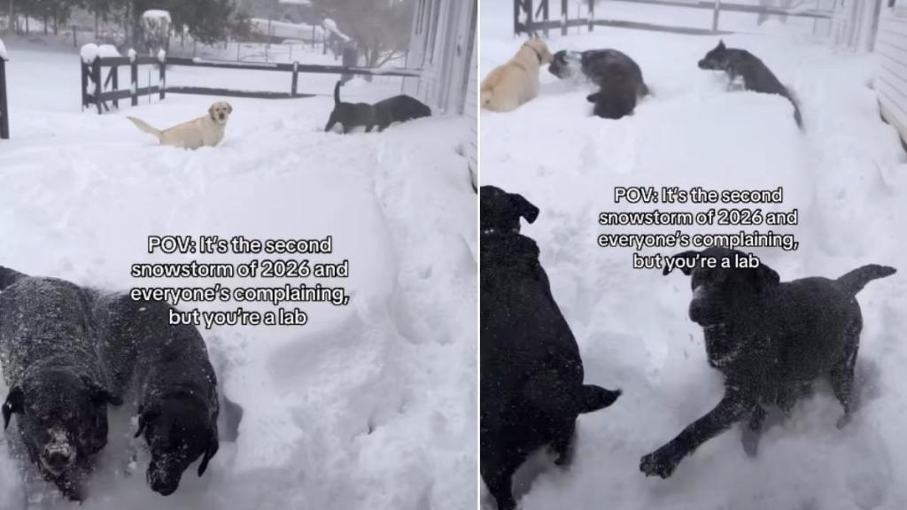 Video of a Pack of Labradors Living It Up in a Snowstorm Is Melting Hearts