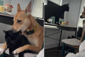 Video: Dog & Cat's Bonding Time Ends in an Unexpected Twist