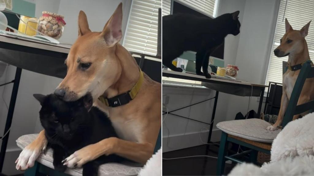 Video: Dog & Cat's Bonding Time Ends in an Unexpected Twist
