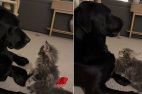 Dog Tries to Avoid Cat’s ‘Love Nibbles,’ but Eventually Gives In