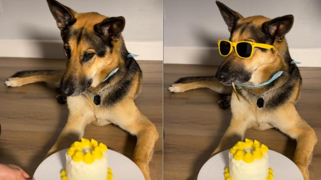 Video: Dog Nails Viral Birthday Trend in Style