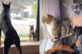 Video Shows Dog & Cat Unbelievably in Sync