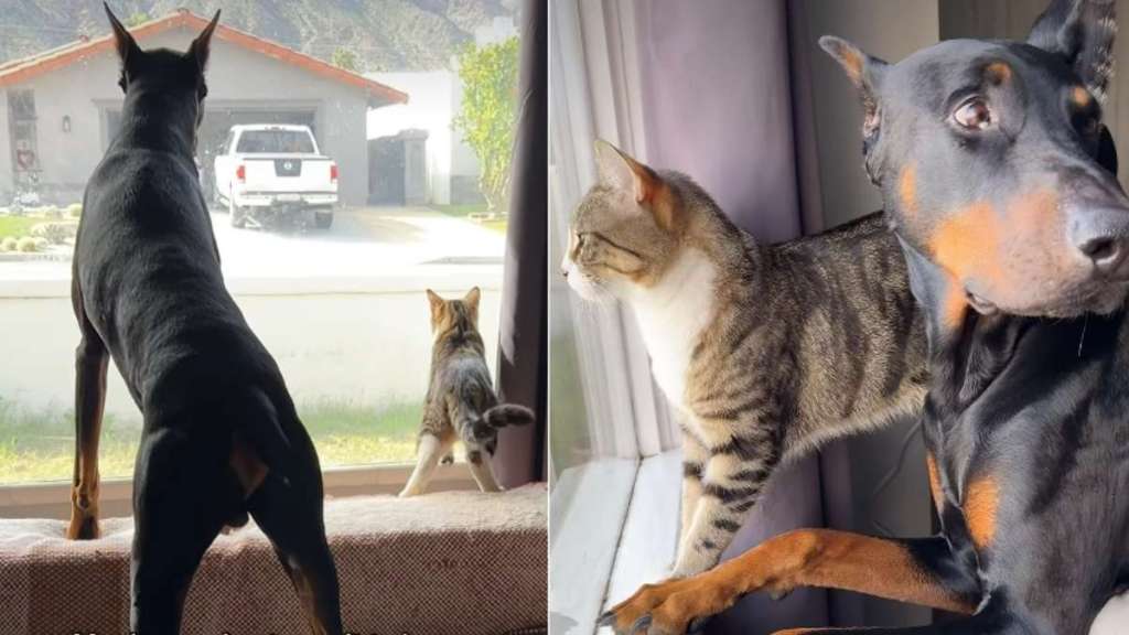 Video Shows Dog & Cat Unbelievably in Sync