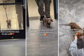 Video: Dog Is Too Excited for Day 1 for Daycare