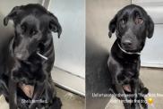 Labrador Abandoned by Owners Due to ‘Busy Work Schedule’ Gets Forever Home