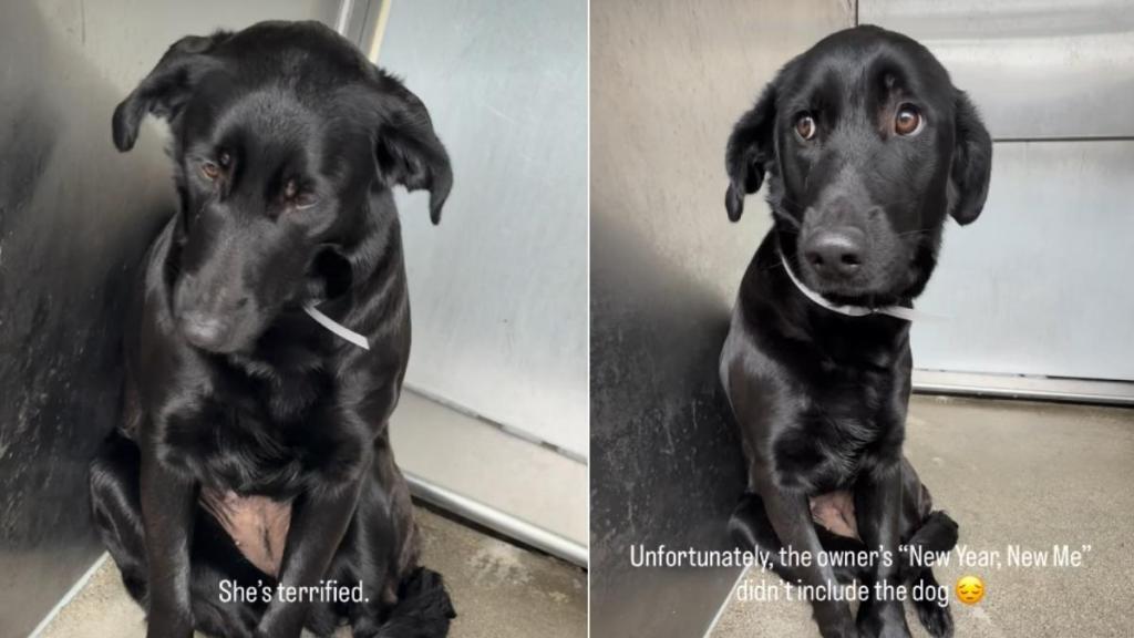 Labrador Abandoned by Owners Due to ‘Busy Work Schedule’ Gets Forever Home
