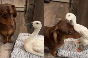 Video: Dog's Favorite Thing to Do Is Annoy the Duck