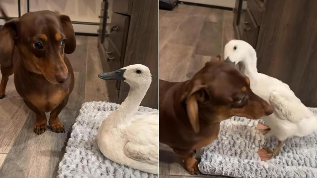 Video: Dog's Favorite Thing to Do Is Annoy the Duck
