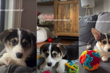 Video Shows a Corgi's Ear Position Changing