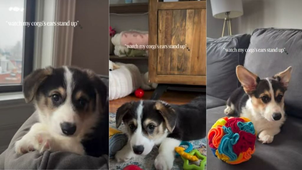 Video Shows a Corgi's Ear Position Changing