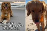 Video: Owner Proves Dogs Are ‘Everything Good’ in World