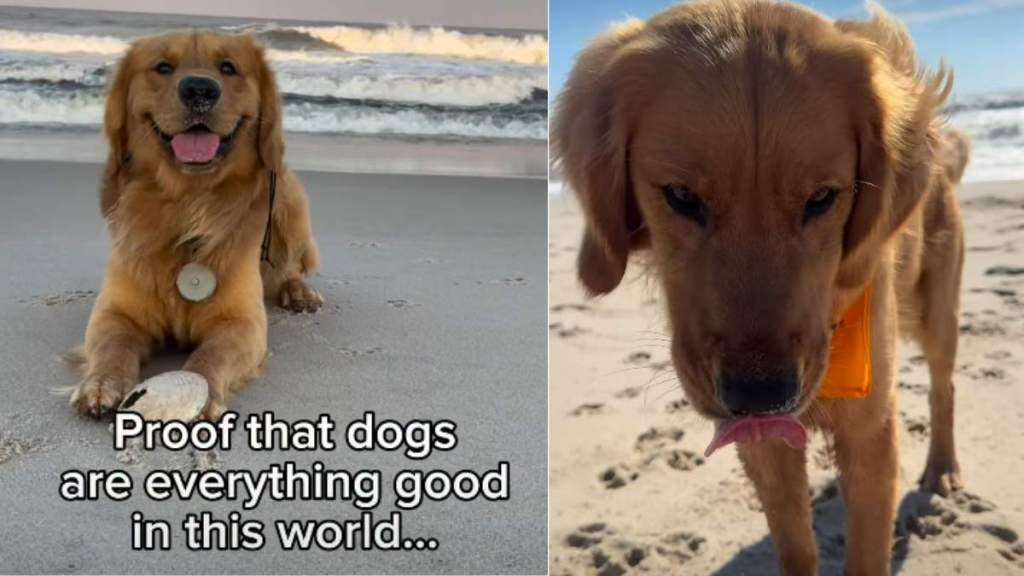 Video: Owner Proves Dogs Are ‘Everything Good’ in World