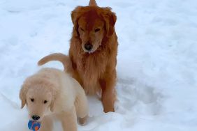 Video: Golden Retriever 'Complains' to Mom After Puppy Steals Ball