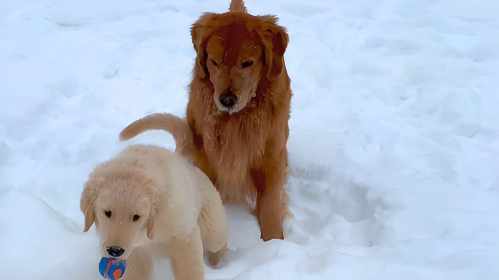 Video: Golden Retriever 'Complains' to Mom After Puppy Steals Ball