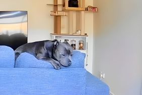 Camera Footage Reveals What Dog Does While Owner Is Away