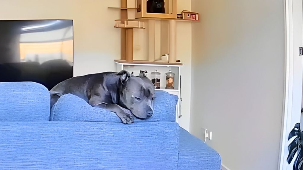 Camera Footage Reveals What Dog Does While Owner Is Away