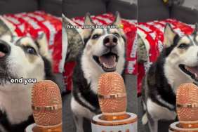 Video: Husky 'Answers' If She's Dramatic