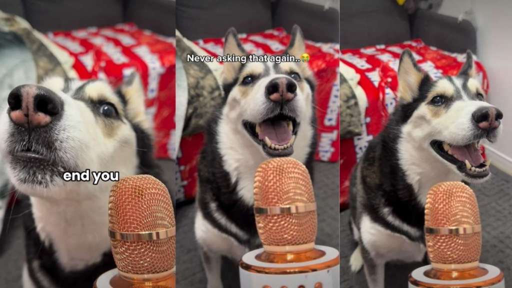 Video: Husky 'Answers' If She's Dramatic