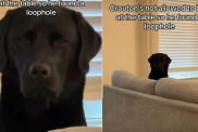Labrador Begs for Food From a Distance in Hilarious Video