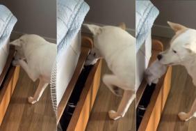 Video: Dog Is Totally Nonchalant About Stealing Socks