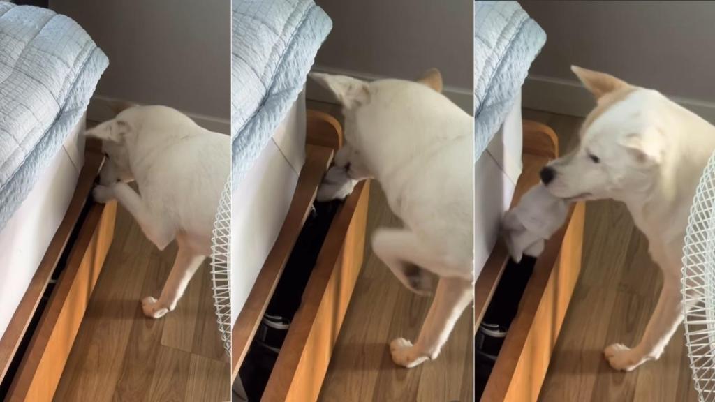 Video: Dog Is Totally Nonchalant About Stealing Socks
