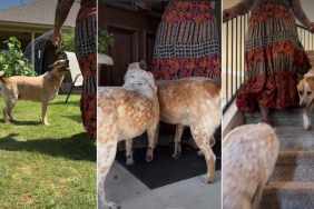 Video Shows Dogs Following Their Favorite Human Everywhere in the House