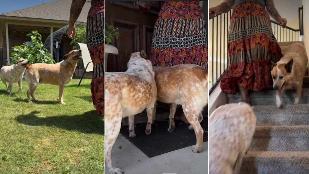 Video Shows Dogs Following Their Favorite Human Everywhere in the House