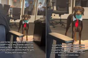 New York Dog Is Besties With Owner's Office Mates in Adorable Video