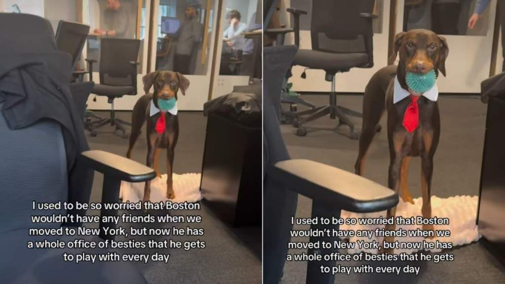 New York Dog Is Besties With Owner's Office Mates in Adorable Video