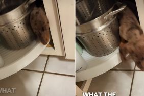 Video: Tiny Dog's Hiding Spot Will Definitely Surprise You