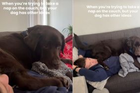 Labrador Makes His Own Plans When Dad Hits the Couch