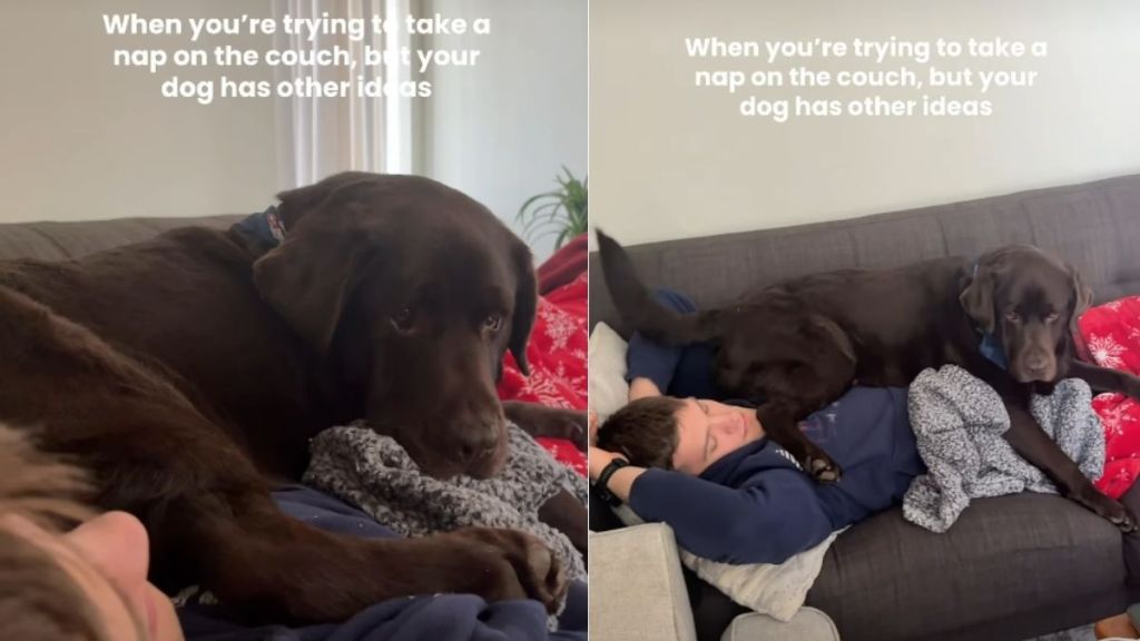 Labrador Makes His Own Plans When Dad Hits the Couch