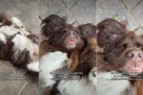 Video: Dog Wants to Be Where Grandma Is Instead of Going on a Walk