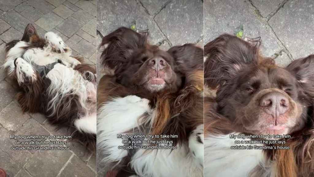 Video: Dog Wants to Be Where Grandma Is Instead of Going on a Walk