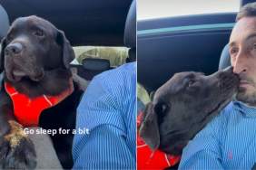 Video: Labrador Wants to Be Next to Dad While He Drives