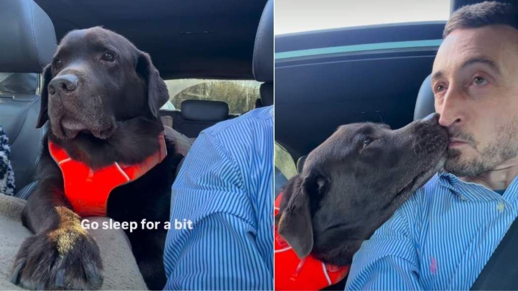Video: Labrador Wants to Be Next to Dad While He Drives