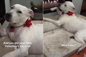 Dog Poses Like She Would for a Magazine in a Hilarious Video