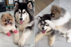 Video: Pomeranian’s Life Changes After Husky Sibling Arrives