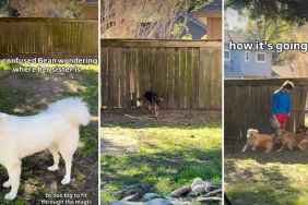 Dog Accidentally Creates a ‘Friendship Portal’ in Fence & This Is What Happens