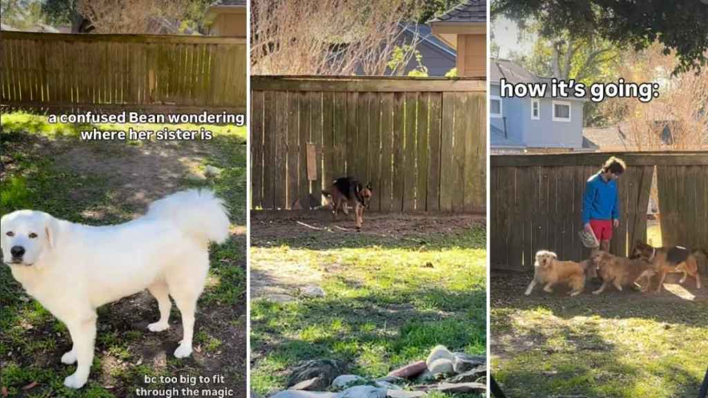 Dog Accidentally Creates a ‘Friendship Portal’ in Fence & This Is What Happens