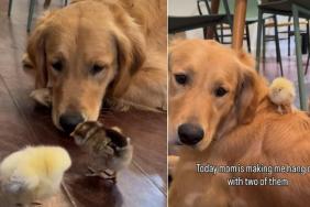 Video Shows Golden Retriever Learning Not to Chase the Chicks