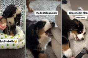 Video Lists Everything This Puppy Experienced for the First Time