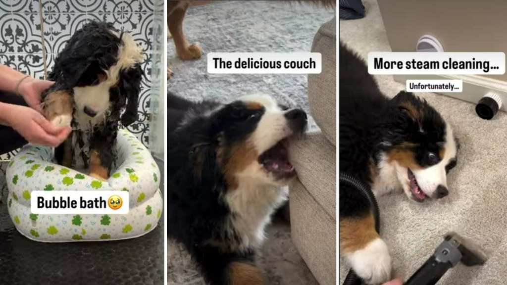 Video Lists Everything This Puppy Experienced for the First Time