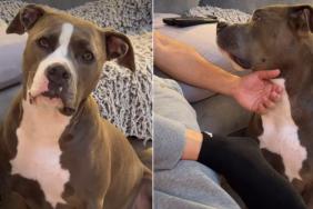 Dog Listens Closely When Dad Asks About Her ‘Boyfriend’